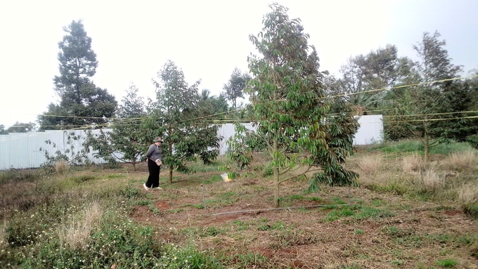 z5736897684373_4a9547f7f4767f477df66a1448943c41-092142_879.jpg Cán cán bộ Trung tâm Bảo vệ thực vật miền Trung giăng dây để dụ kiến vàng về sinh sống trên cây sầu riêng. Ảnh: Quang Yên.