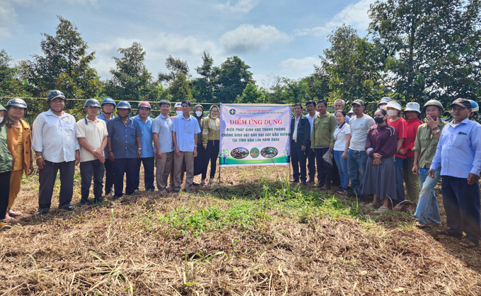 z5739023330188_84c6b31a69f2c61aede63bac3bc64fb8-092049_514.jpg Người dân tham quan mô hình nuôi kiến vàng trên cây sầu riêng tại Đắk Lắk. Ảnh: Quang Yên.